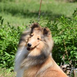Mia - Shetland Sheepdog