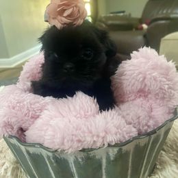 Cavapoo and Shihpoo Puppies from Haus of Doodles