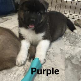 Akita Puppies from 239 Sunshine Akitas                                   Duke & Luna are expecting ! 04/28