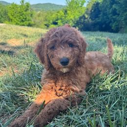 Loretta (Lynn) - Red  female Goldendoodle puppy in Eagleville, Tennessee from Nash Doodles