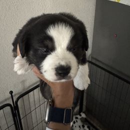 Miniature American Shepherd Puppies from Moonlight Trail Aussies