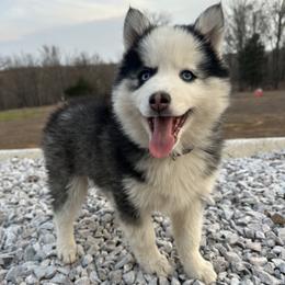 Boy 3 - male Pomsky puppy in Bunch, Oklahoma from Madden Mountain Pomskies