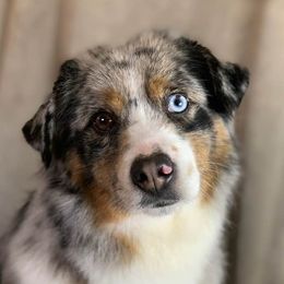 Snitch - Miniature Australian Shepherd