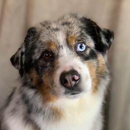 Snitch - Miniature Australian Shepherd