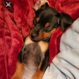Miniature Pinscher Puppies from Meek's Min Pins