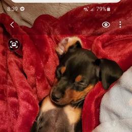 Miniature Pinscher Puppies from Meek's Min Pins