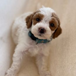 Ravioli - Blenheim female Cavapoo puppy in Sacramento, California from Dandy Doodles Goldendoodles