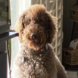 Labradoodles from Glory Labradoodle’s