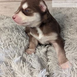 Siberian Husky Puppies from Wyant Farms