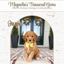Jasper - Red  male Goldendoodle puppy in Bell Buckle, Tennessee from Precious Puptown Doodles
