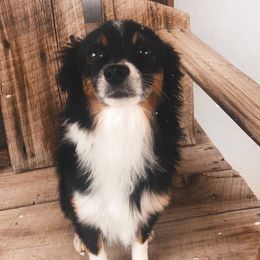 Jasper  - Toy Australian Shepherd