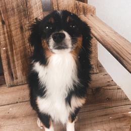 Jasper  - Toy Australian Shepherd