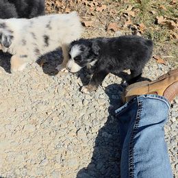 Rosalina - Black tri female Miniature American Shepherd puppy in Leonard, Texas from Tin Roof Aussies
