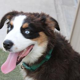 Chilli - Black tri-color female Australian Shepherd puppy in Sonoita, Arizona from Gardner Canyon Kennels