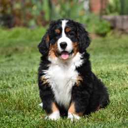 Bernese Mountain Dog Puppies from Brookwood Bernese Mountain Dogs