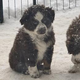 Poppy - Red tri Toy Australian Shepherd puppy in Clarendon, Texas from Seminole Ranches - Toy/Mini Aussies