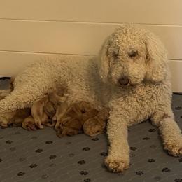 Mr Yellow - Cream male Goldendoodle puppy in Indiana, Pennsylvania from Kathy's Doodles