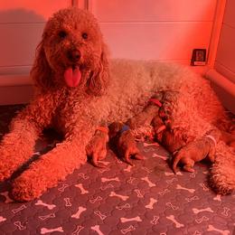 Goldendoodle Puppies from PurdyDoodles