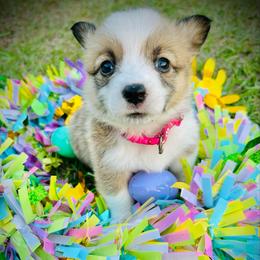 Christina Koch - Red and white female American Corgi puppy in Cocoa, Florida from Cascadian Space Coast Corgis LLC