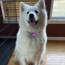 Silver - Samoyed