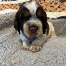 Mandy - Liver white and roan female English Springer Spaniel puppy in Tabor City, North Carolina from Big Bay Kennels LLC