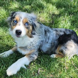 Miniature Australian Shepherds from Mini Aussies Nookery