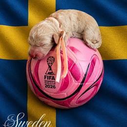 Sweden - Apricot female Goldendoodle puppy in Houston, Texas from Were The Mack'Doodles