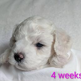 Girl 1 - White female Bichon Frise puppy in Towson, Maryland from Baltimore Bichons, Inc.