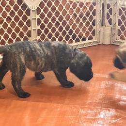 Brown Collar - Brindle male Mastiff puppy in Lincolnton, North Carolina from Little Mountain Mastiffs