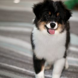 Cosmo - Black tri male Toy Australian Shepherd puppy in Georgetown, Texas from Minikin Manor