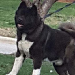 Titan - Akita
