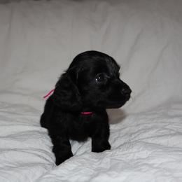 Dachshund Puppies from Winnie’s Royal Doxies