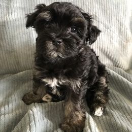 Havanese Puppies from Selah Havanese