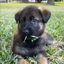 Boy 2 - Sable male German Shepherd puppy in Conroe, Texas from Aus der Asche German Shepherds
