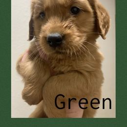 Green - Dark golden male Golden Retriever puppy in Mountain Home, Idaho from Poppy's Garden Golden Retrievers