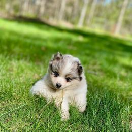 Galette - Merle female Pomsky puppy in Sanbornton, New Hampshire from Kristie’s Husky Haven