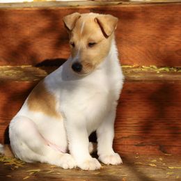 Percy - White male Collie puppy in Nine Mile Falls, Washington from Glenelg Collies