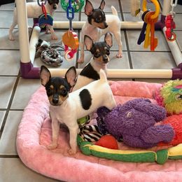 Toy Fox Terrier Puppies from Ultra Quest Show Dogs