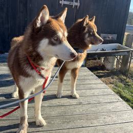 Bear and Junior - Brown and white male Siberian Husky puppy in York, Maine from Maine Coast Huskies
