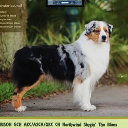 Grizz - Australian Shepherd