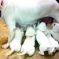 Labrador Retriever Puppies from Karen Powell