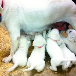 Labrador Retriever Puppies from Karen Powell