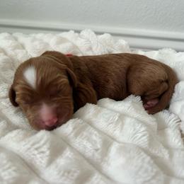 Breezy - Red  female Goldendoodle puppy in Apopka, Florida from The Classic Doodle