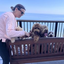 Australian Labradoodle All Grown Up from Heritage Manor Labradoodles (HML)