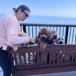 Australian Labradoodle All Grown Up from Heritage Manor Labradoodles (HML)