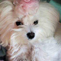 Maltese from Georgia Maltese’s