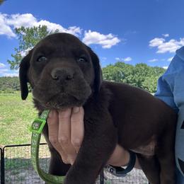 Green - Chocolate male Labrador Retriever puppy in Newton Grove, North Carolina from Wayalife Labradors & Gsp’s