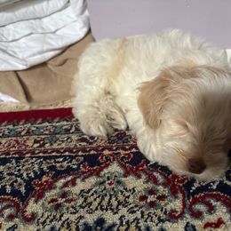 Miniature Schnauzer Puppies from Bella's Mini Schnauzers