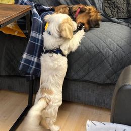 Dachshund Puppies from Ryan House Dachshunds