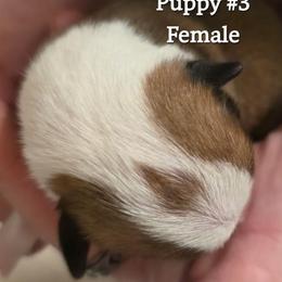 Puppy 3 - Fawn female Pembroke Welsh Corgi puppy in Buffalo, Wyoming from Diamond K Corgis